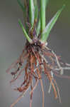 Tropical flatsedge